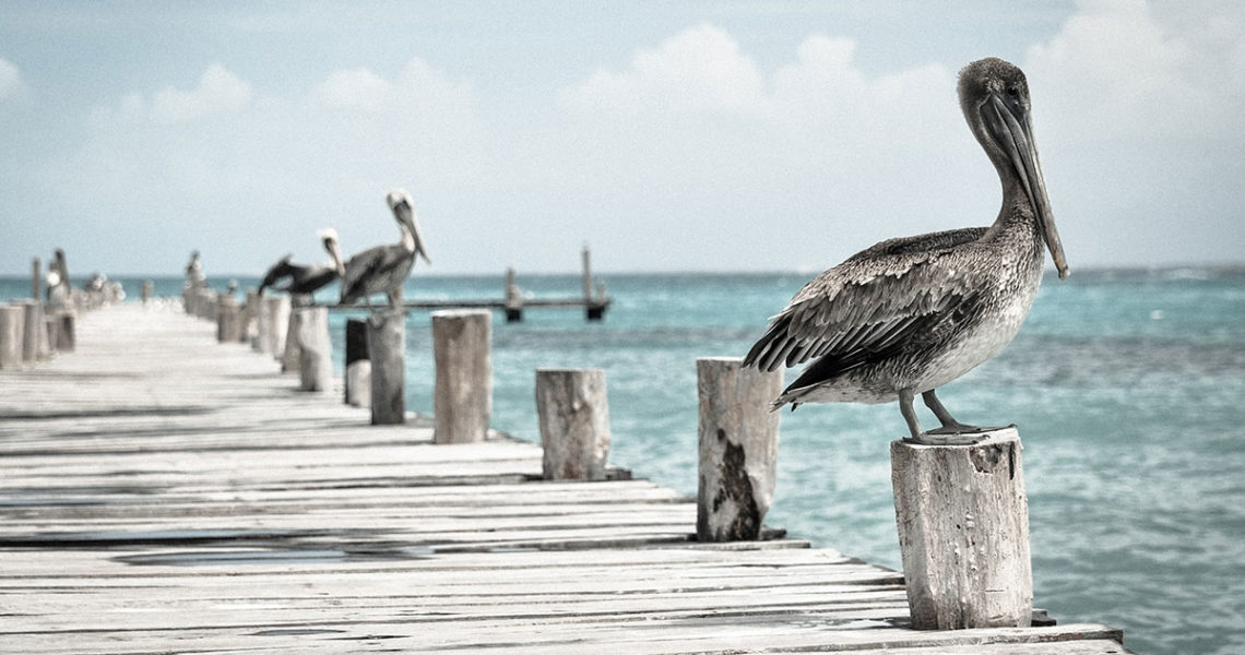 Dock